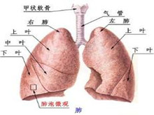 小儿衣原体肺炎