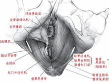 肛提肌综合征