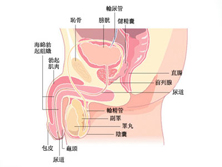 前列腺异位