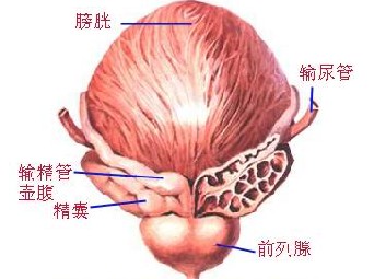 重复膀胱