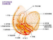 产后泌尿道感染