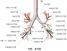 气管疾病