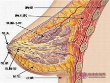 多乳头多乳房畸形