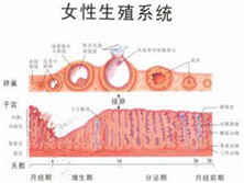 多囊卵巢综合征