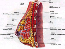 乳腺小叶增生