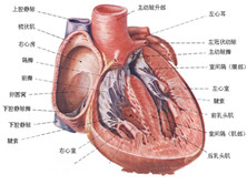 淀粉样变心肌病