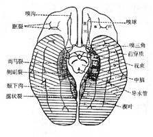 中枢神经系统淋巴瘤