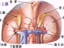 利德尔综合征