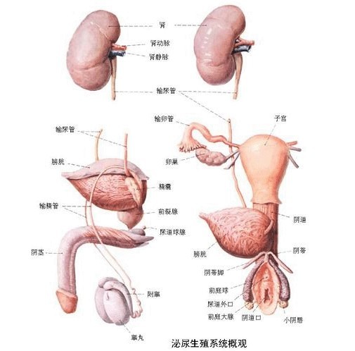 小儿泌尿道感染