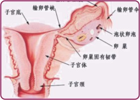 子宫恶性中胚叶混合瘤