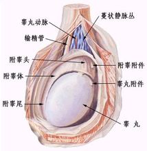 生殖器结核