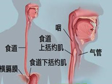 喉气管食管裂