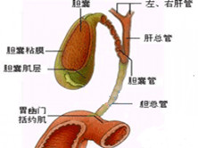 淋巴结-胆道综合征