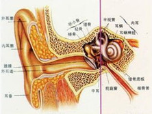 小儿传导性聋