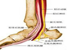 胫后神经痛