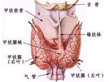 小儿甲状腺功能亢进症