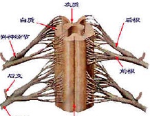 老年脊髓压迫症