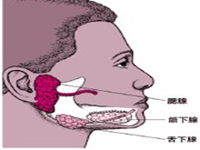 涎腺良性肥大