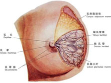 乳房丝虫病