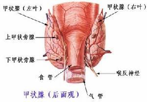 老年甲状腺功能低下