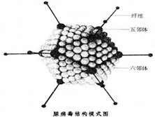 腺病毒感染