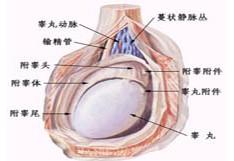 雷凡斯坦综合征