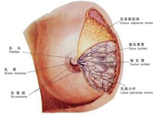 乳房单纯囊肿