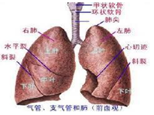 先天性肺囊肿