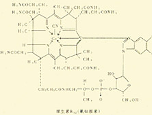 核黄素缺乏病