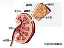 小儿家族性复发性血尿综合征