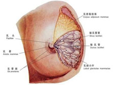 乳房囊肿