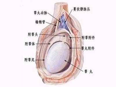 小儿隐睾症