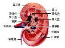 小儿肾性氨基酸尿症