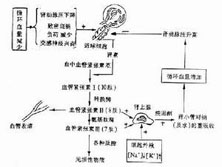 水、电解质紊乱和酸碱平衡失调