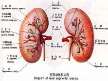 肾的先天性畸形