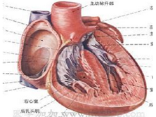 心包囊肿与心包憩室