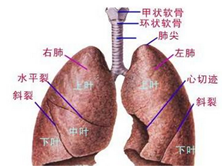 小儿先天性肺囊肿