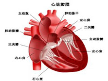 束支折返性室性心动过速