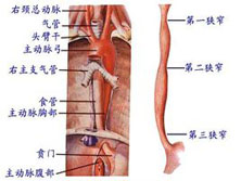 咽部及颈部食管闭合性损伤