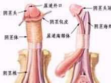 阴茎纤维性海绵体炎